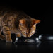 Сухой корм Pro Plan® для здоровья шерсти и кожи взрослых кошек (с высоким содержанием лосося) – интернет-магазин Ле’Муррр