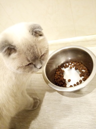 Пользовательская фотография №8 к отзыву на 1st Choice Finicky Сухой корм для взрослых привередливых в еде кошек (с цыпленком)