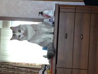 Пользовательская фотография №3 к отзыву на Schesir Кусочки филе в натуральном мягком желе для взрослых кошек (с тунцом и дорадо)