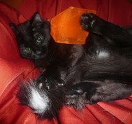 Пользовательская фотография №1 к отзыву на Inaba Влажный корм для взрослых кошек (тихоокеанский палтус и тунец-бонито)